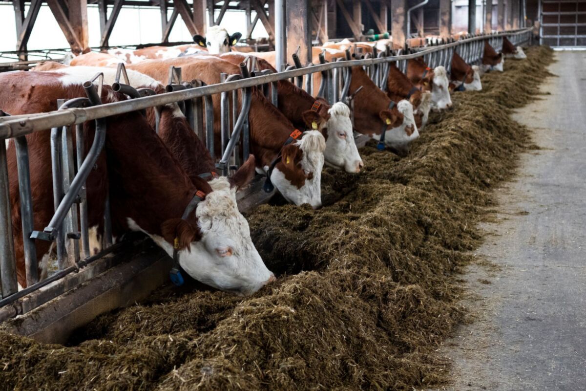 Milchmarkt: Stabiles Jahr 2025, Preisverfall seit Herbst