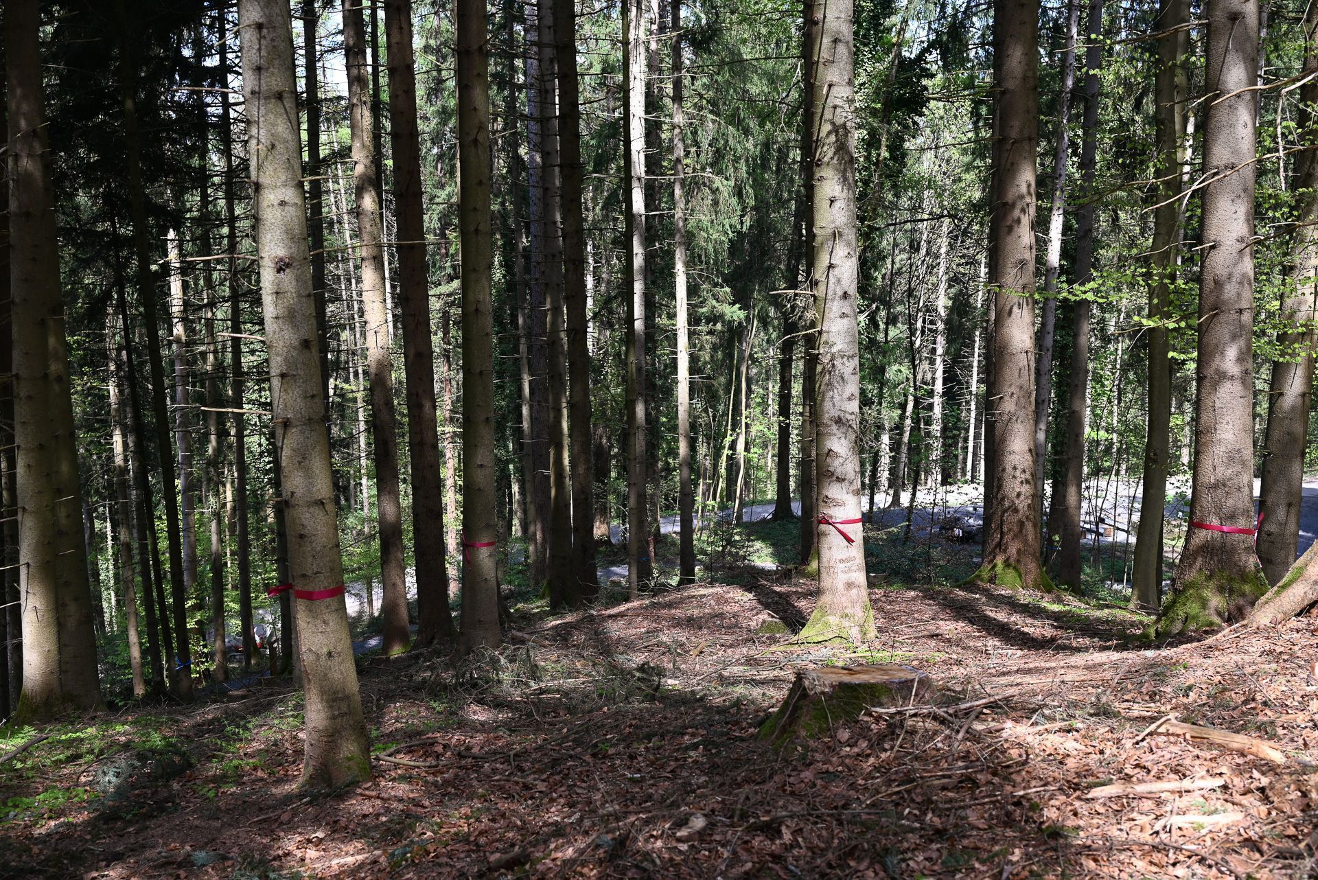 Am Gebhardsberg gibt es die Möglichkeit, sich mit der Urne im Wald begraben zu lassen. 