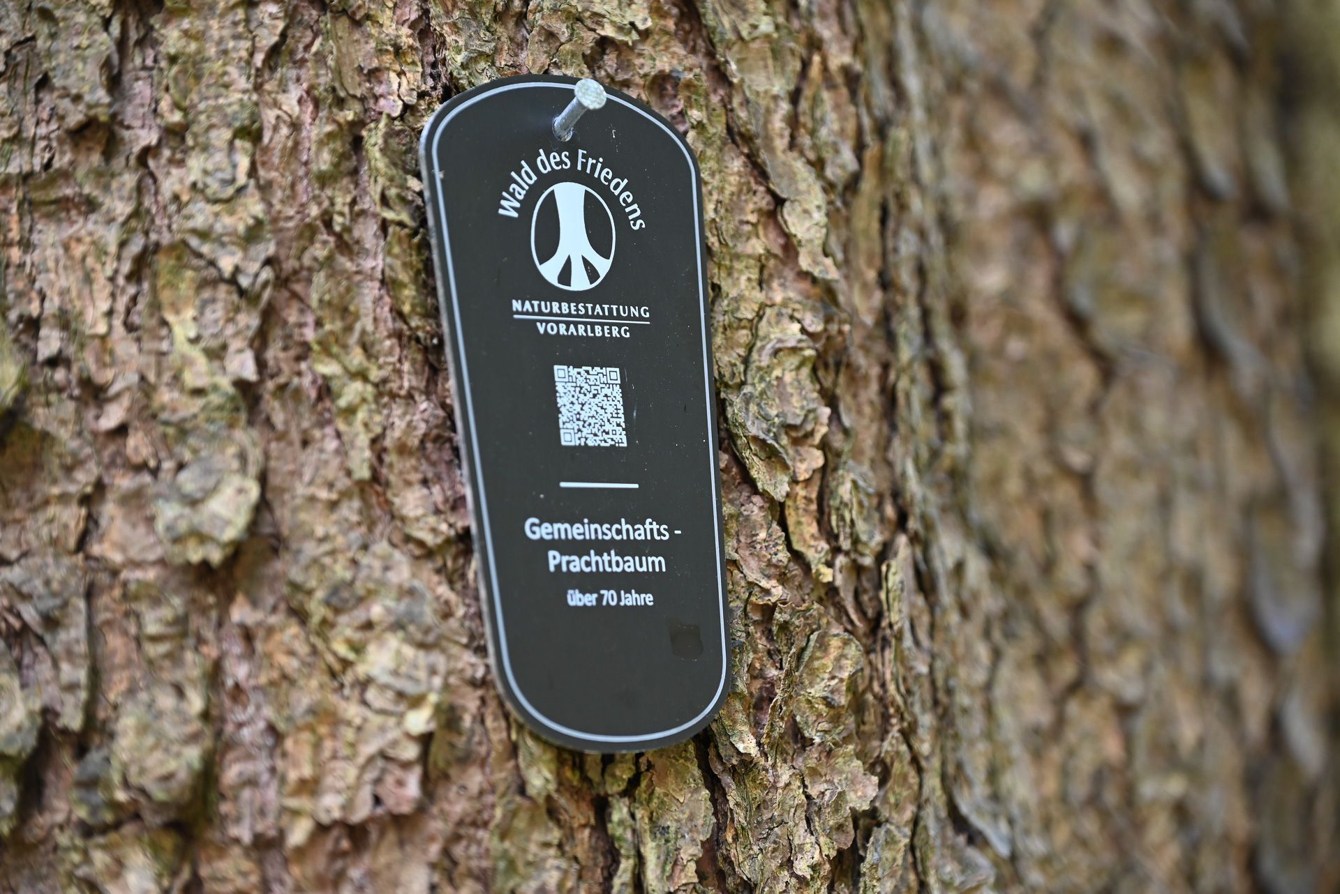 Im Wald des Friedens kann zwischen Gemeinschafts- und Familienbäumen ausgewählt werden. 