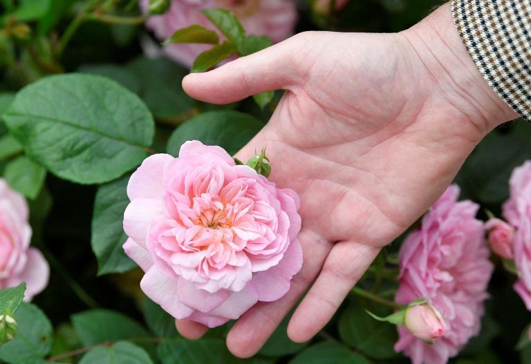 BRITAIN-ROYALS/FLOWER-SHOW