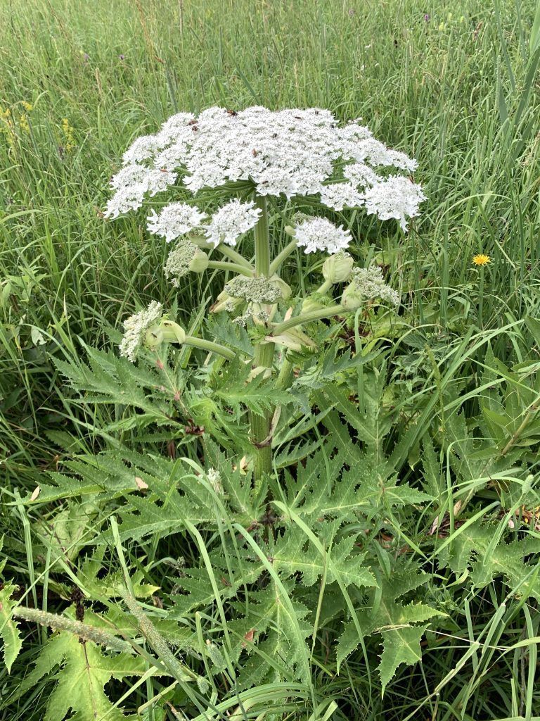Giftige Pflanzen – so schütze ich mein Kind: "Mit Blüten spielen kann gefährlich sein"