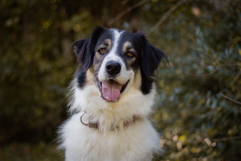 Warum der junge Willi noch immer auf sein Zuhause wartet