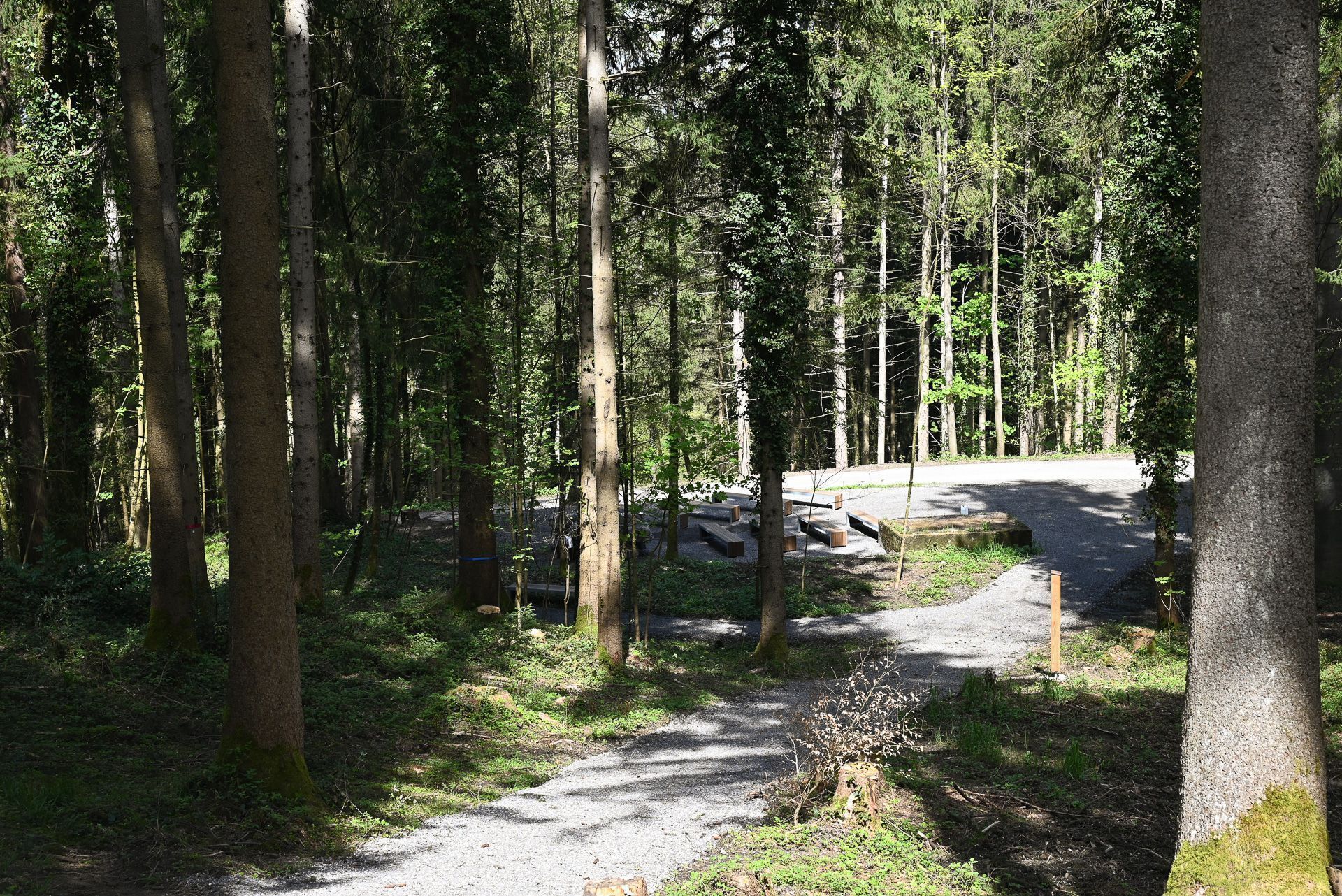Im Wald des Friedens kann zwischen Gemeinschafts- und Familienbäumen ausgewählt werden. 