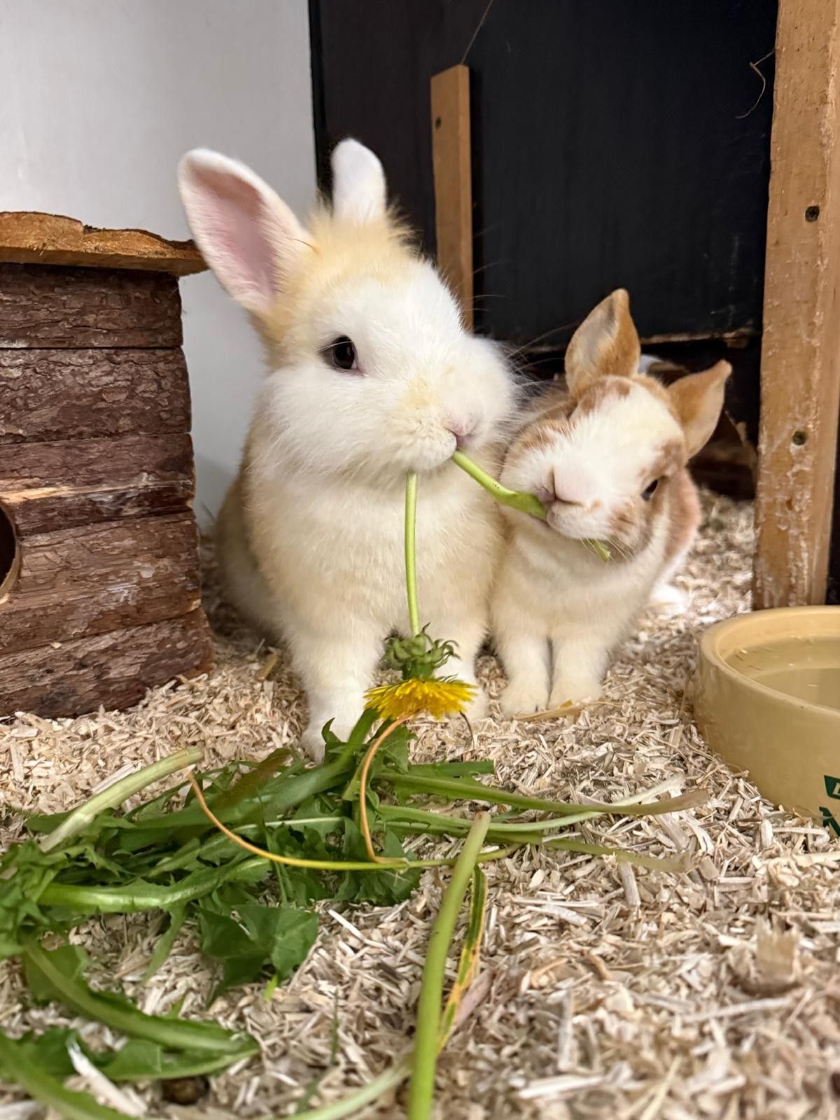 Der Erlös kommt direkt den Tieren im Tierschutzheim zugute.