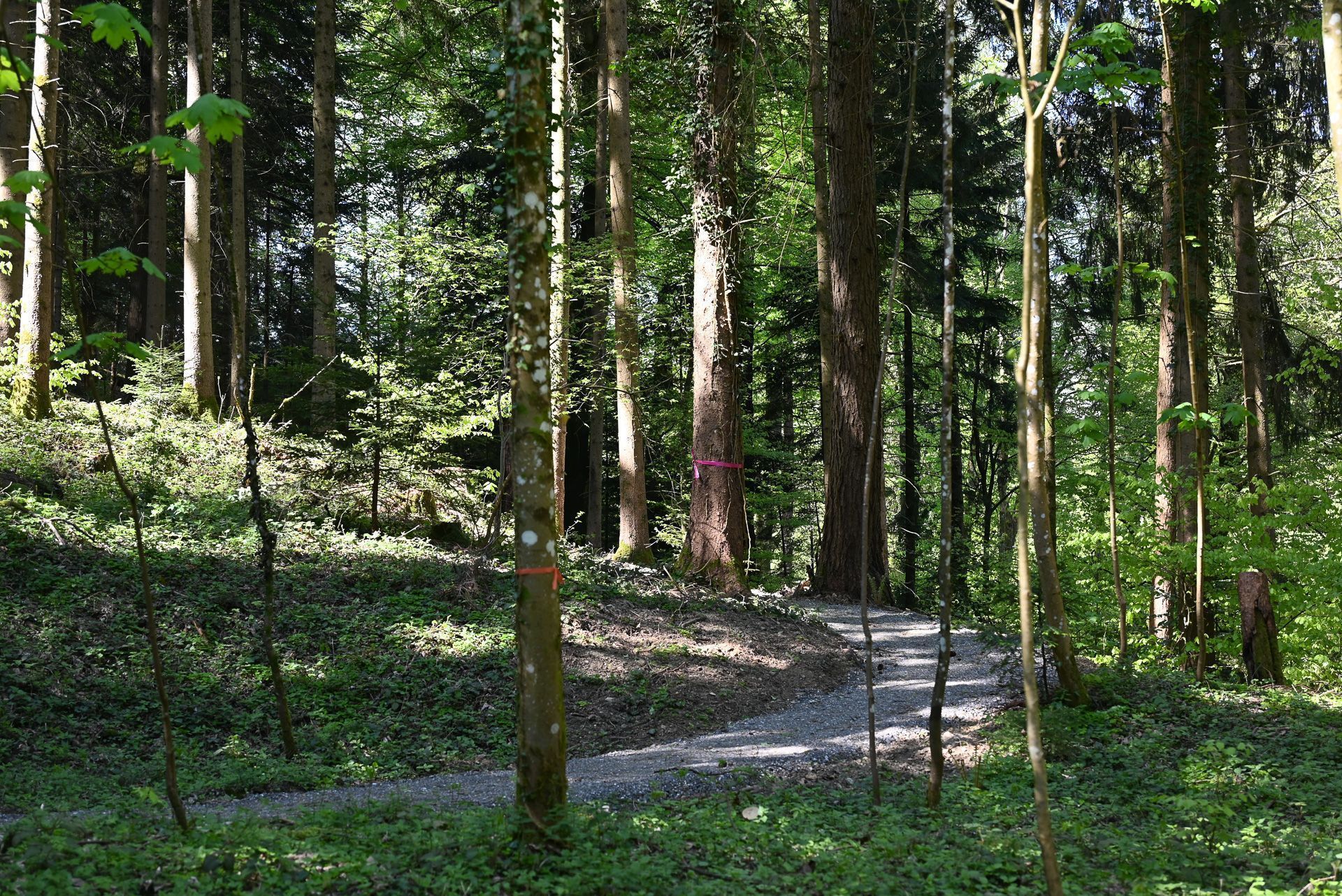Der Mischwald am Gebhardsberg ist für viele der ideale Ort, um hier die letzte Ruhe zu finden. 