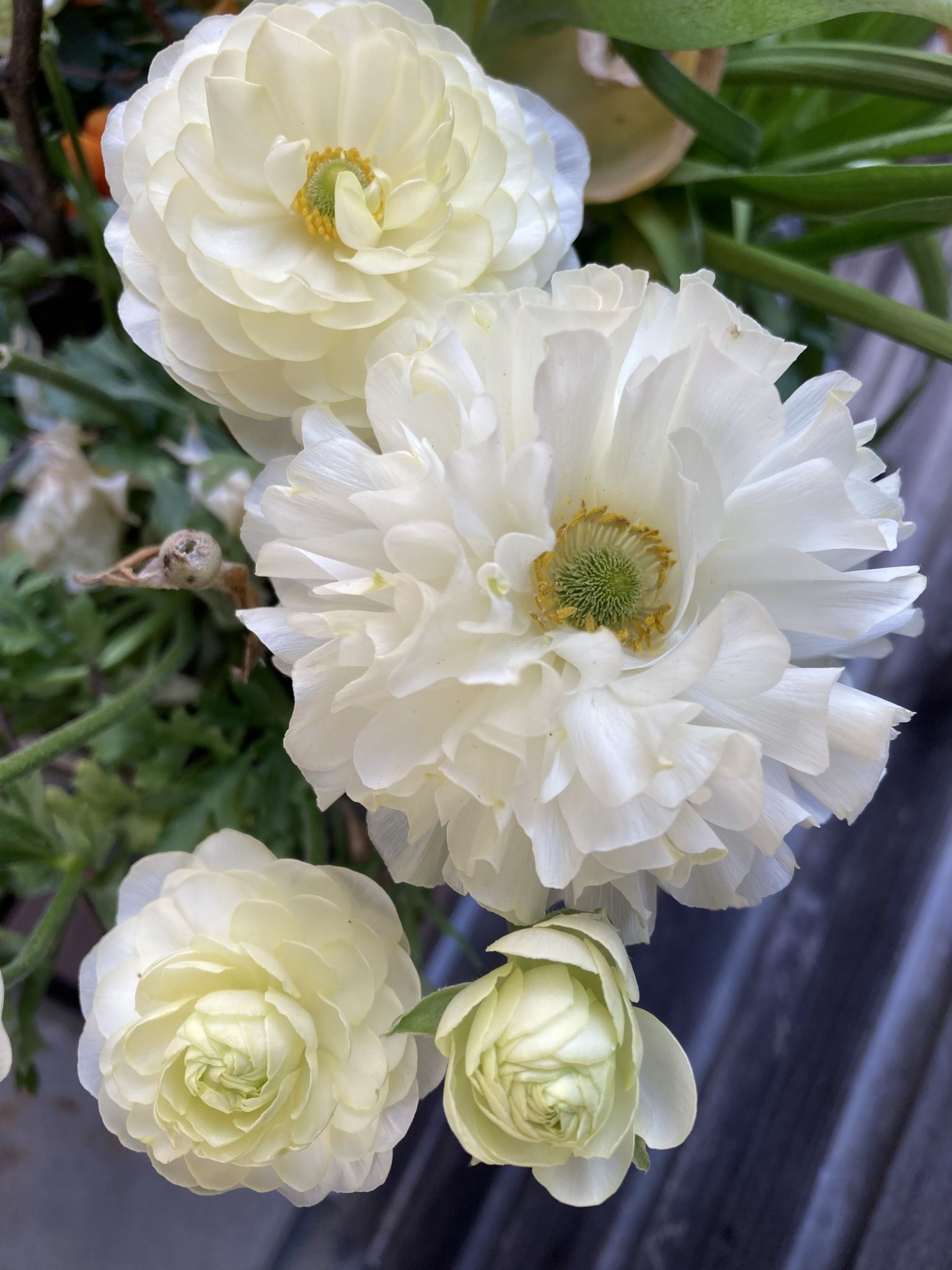 Pflanzentausch macht in vielfacher Hinsicht Sinn.