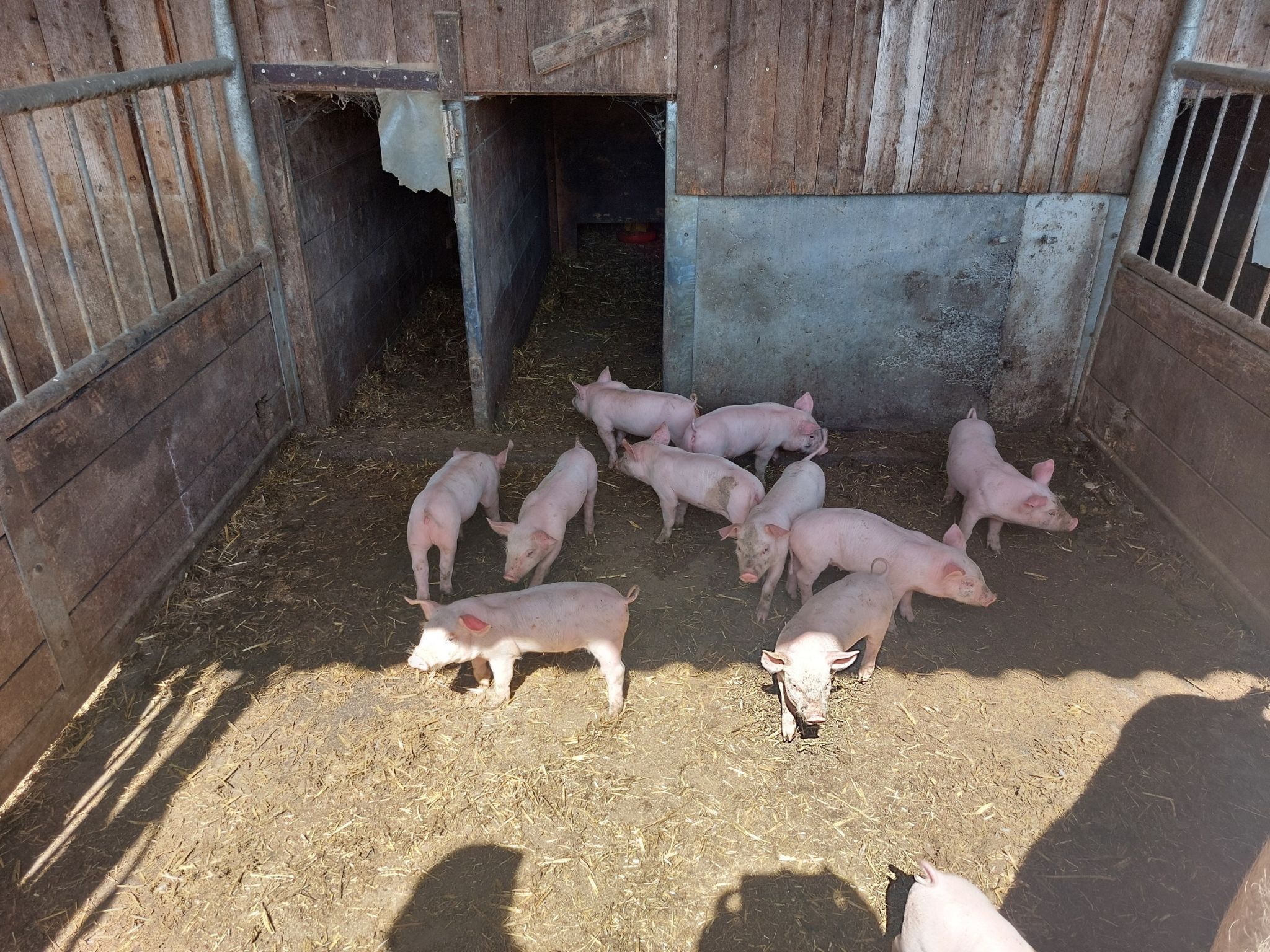 Bei den Hofbesichtigungen (hier bei Gstach – ich sauwohl fühlen) wurde nachhaltige Lebensmittelproduktion direkt erlebbar.