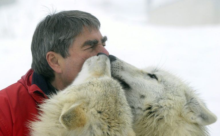 "Es laufen Ausrottungs-Kampagnen gegen den Wolf"