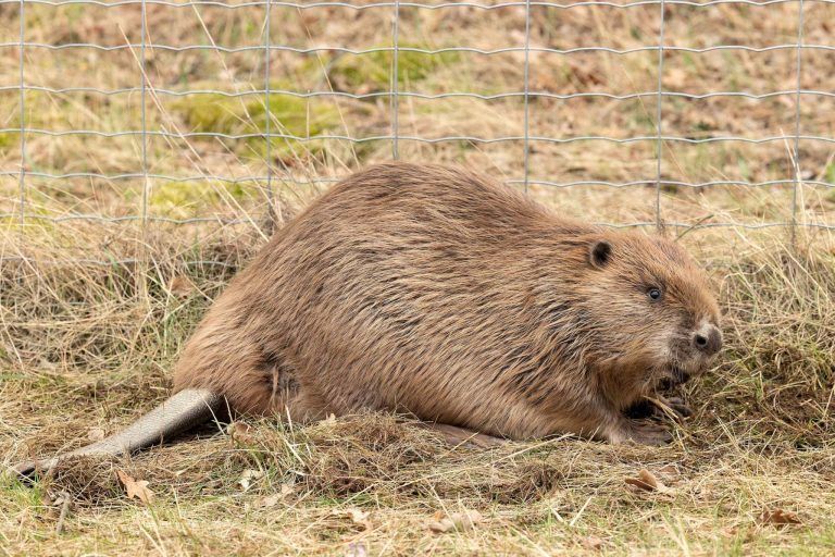 Wie ein Biber in Hohenems Hausbesitzer zur Verzweiflung bringt
