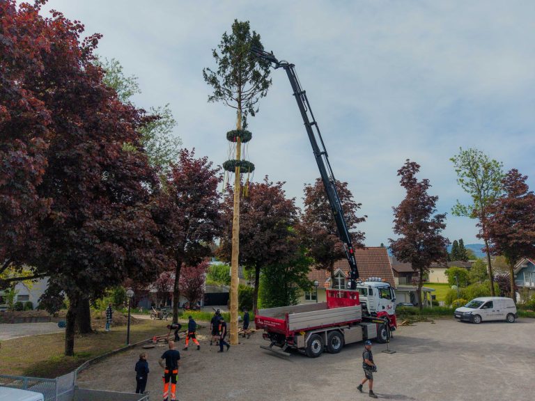 Eine Fichte, ein Dorf, ein Fest: Kraftakt für den Maibaum