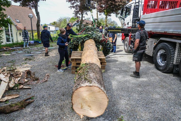 Eine Fichte, ein Dorf, ein Fest: Kraftakt für den Maibaum