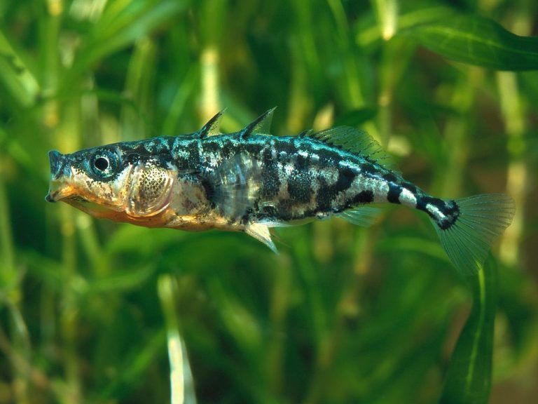 So wahrscheinlich ist die Rückkehr des Bodenseefelchens