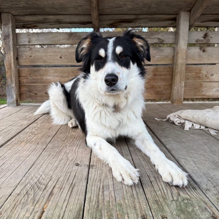 Die verschmuste Isra sucht ein neues Plätzchen