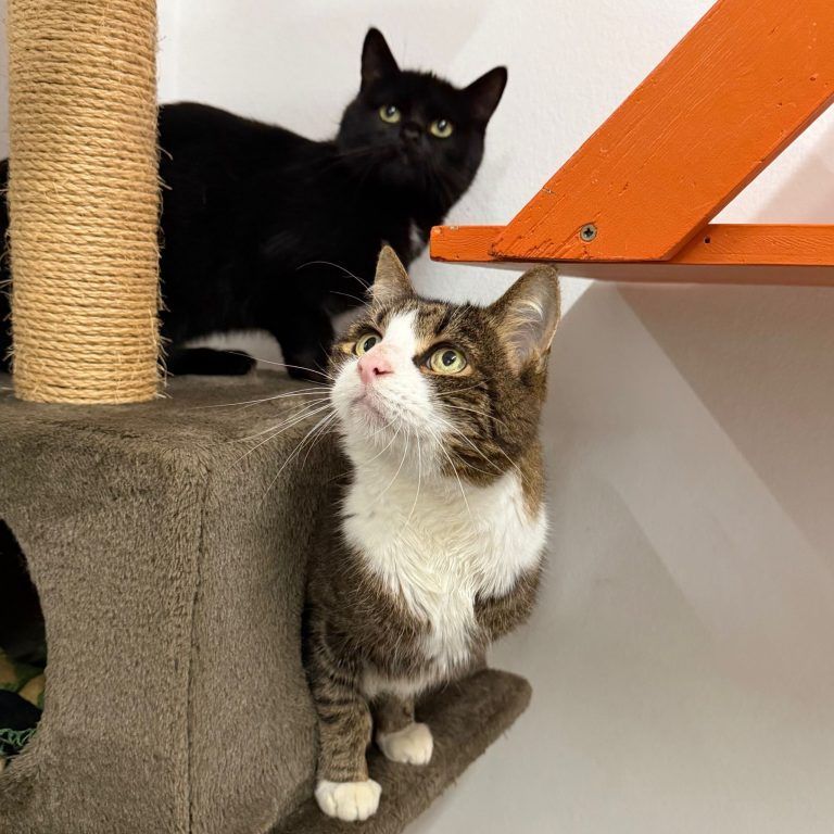 Warum der junge Willi noch immer auf sein Zuhause wartet