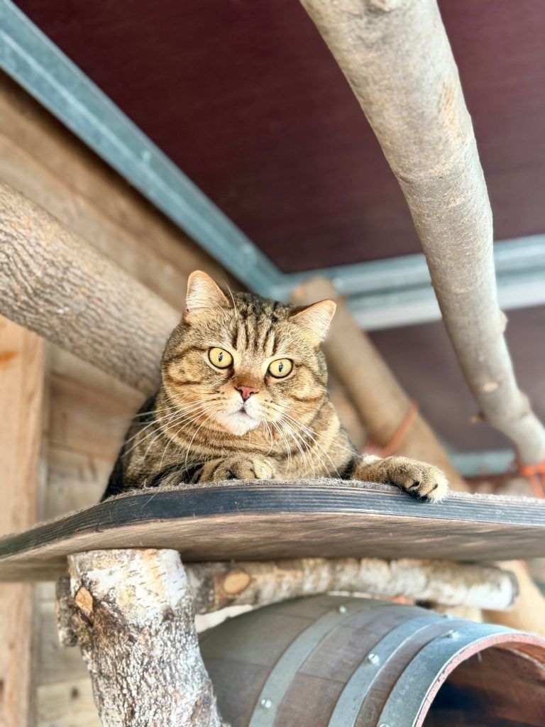 Die verschmuste Isra sucht ein neues Plätzchen