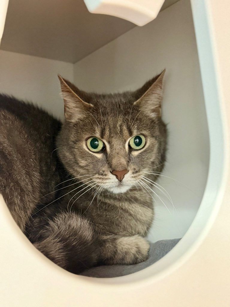 Die verschmuste Isra sucht ein neues Plätzchen