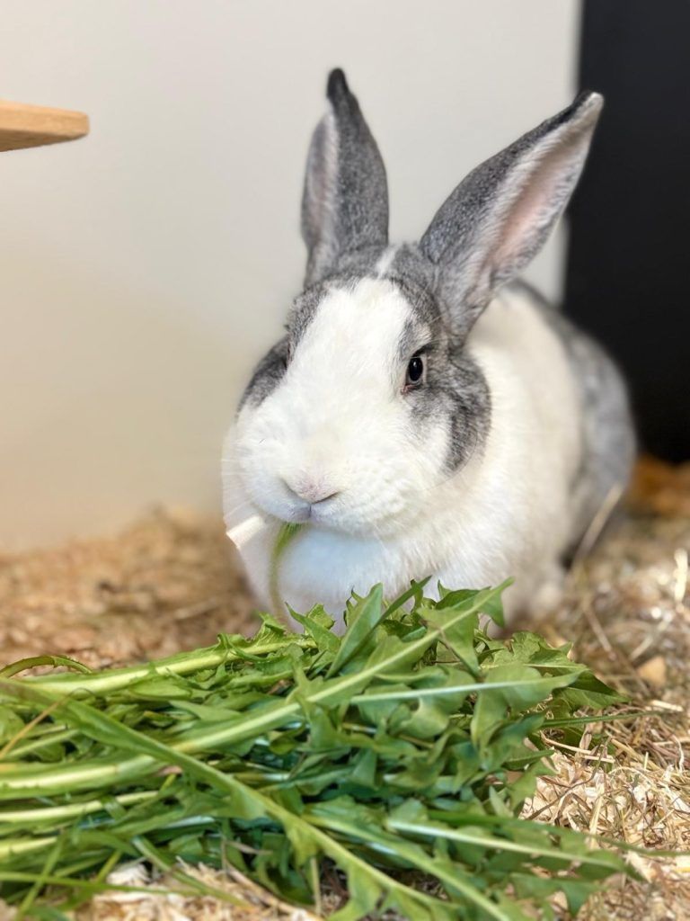 Die verschmuste Isra sucht ein neues Plätzchen