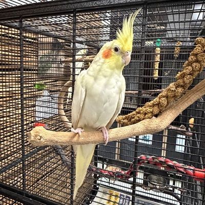 Warum der junge Willi noch immer auf sein Zuhause wartet