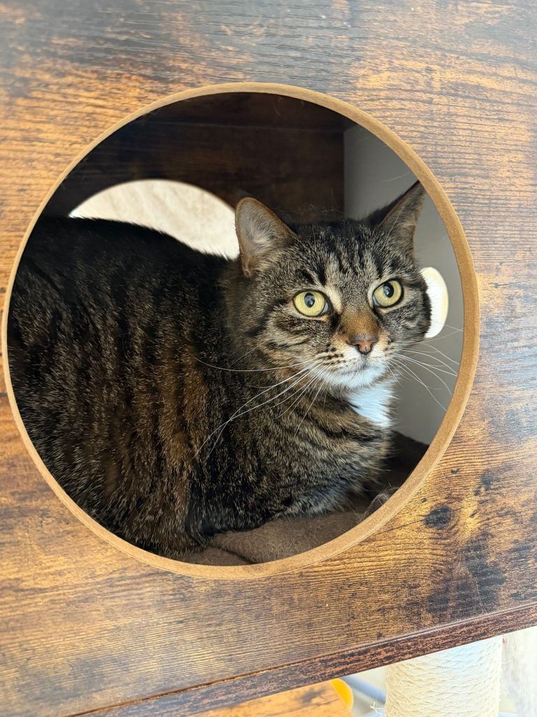 Warum der junge Willi noch immer auf sein Zuhause wartet