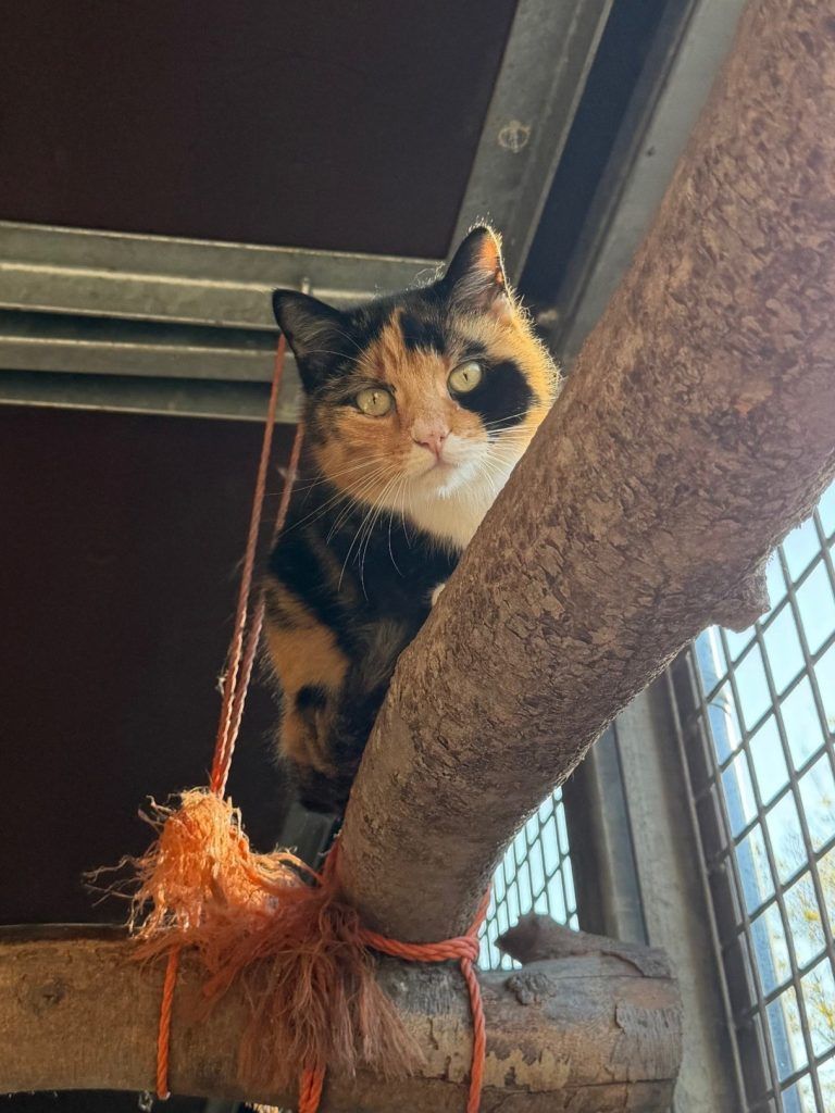 Warum der junge Willi noch immer auf sein Zuhause wartet