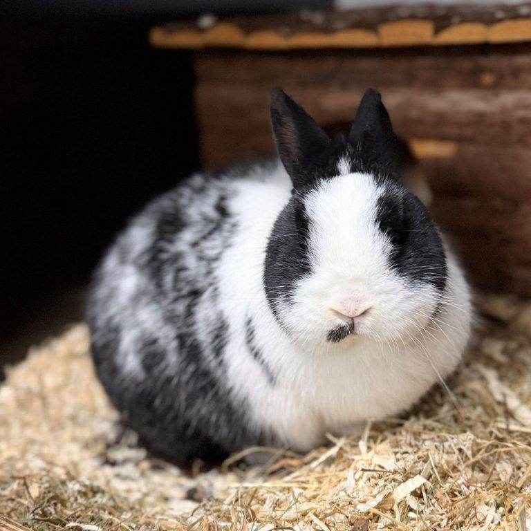 Warum der junge Willi noch immer auf sein Zuhause wartet