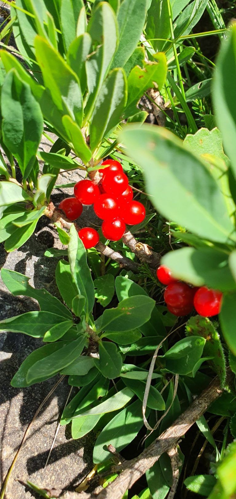 Giftige Pflanzen – so schütze ich mein Kind: "Mit Blüten spielen kann gefährlich sein"