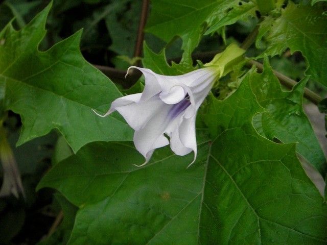 Giftige Pflanzen – so schütze ich mein Kind: "Mit Blüten spielen kann gefährlich sein"