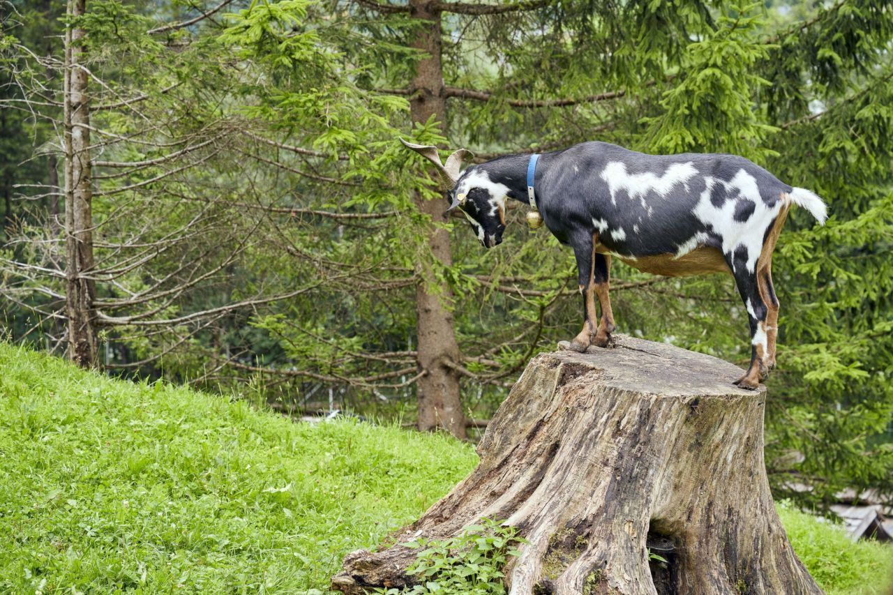 Spiel und Spaß in den Bergen