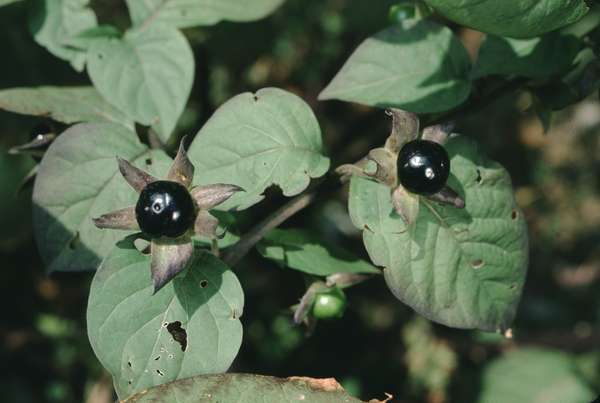 Giftige Pflanzen – so schütze ich mein Kind: "Mit Blüten spielen kann gefährlich sein"