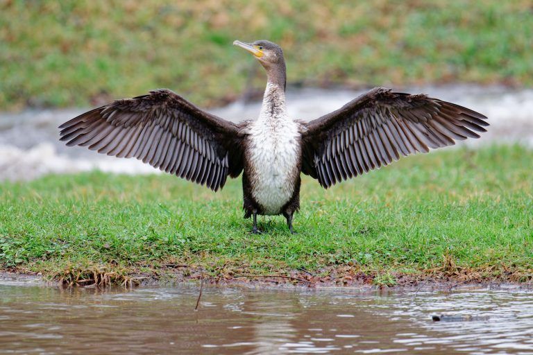 So wahrscheinlich ist die Rückkehr des Bodenseefelchens