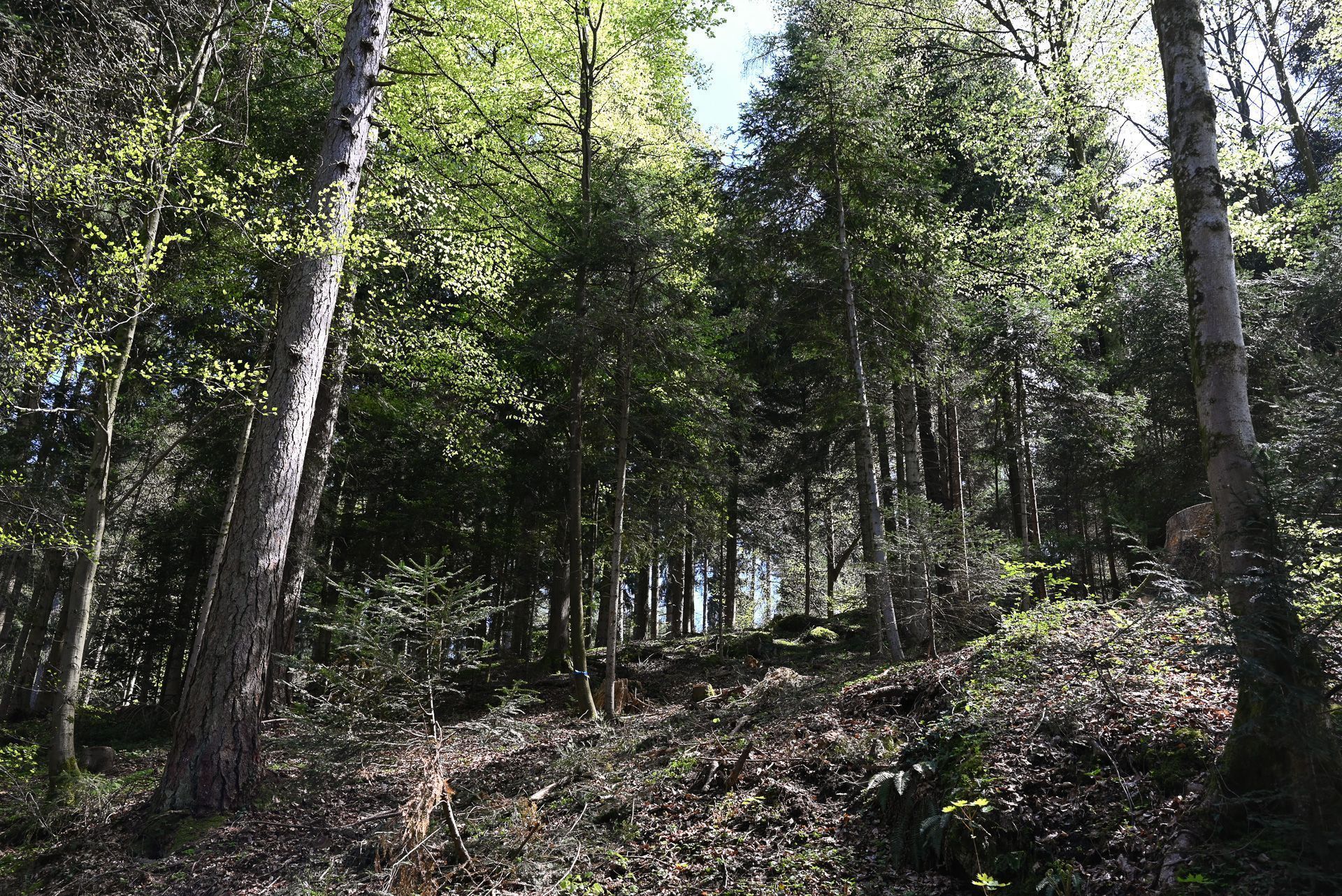 Waldbestattungen sind nun auch am Gebhardsberg möglich.
