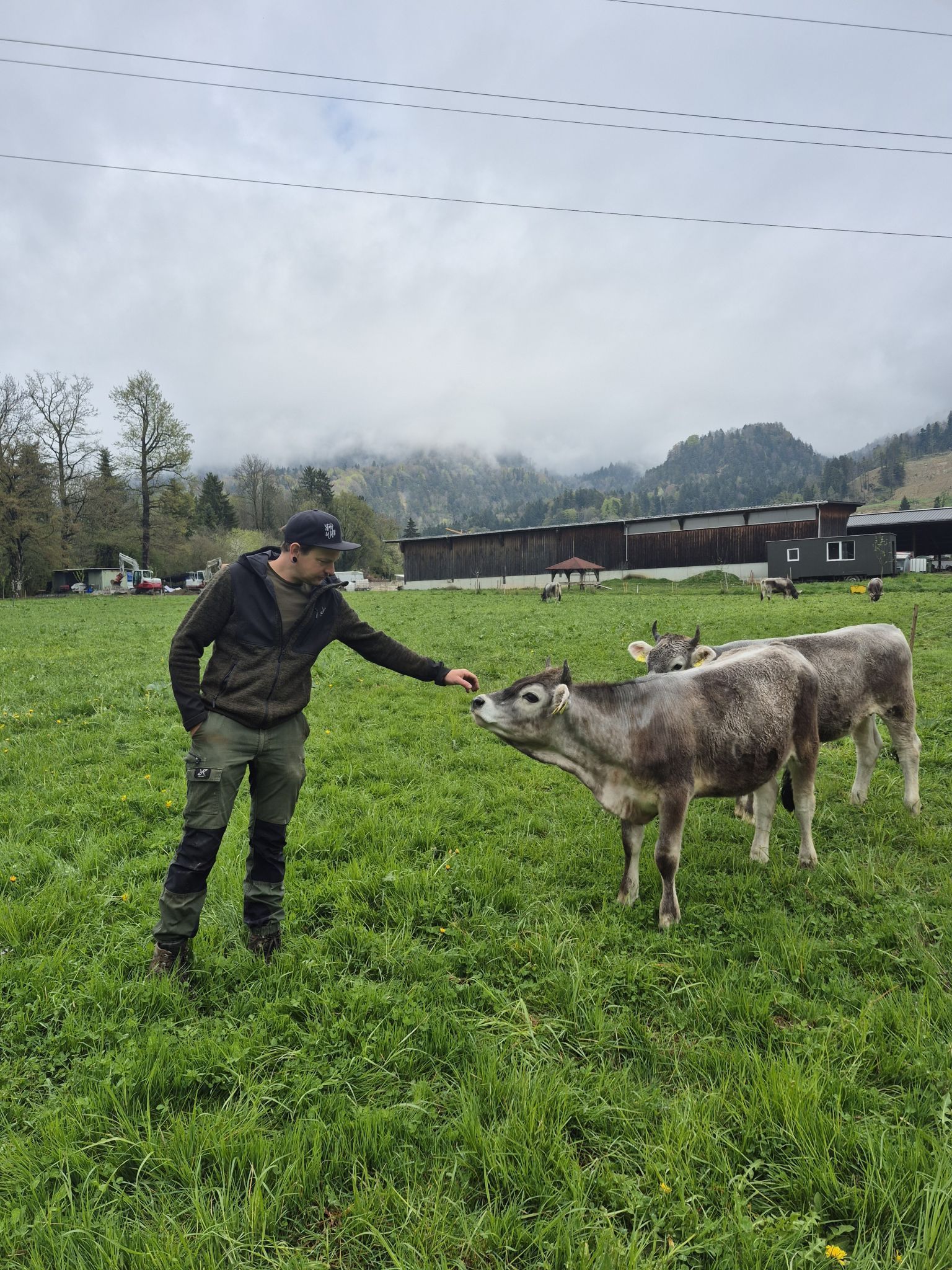Etwa 20 Mutterkühe sind auf der Farm zuhause. Hannes setzt auf muttergebundene Kälberaufzucht. JH