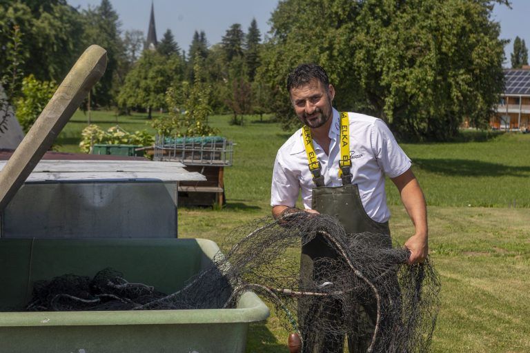 So wahrscheinlich ist die Rückkehr des Bodenseefelchens