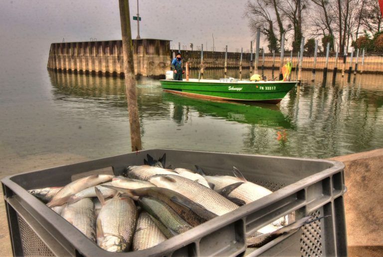 So wahrscheinlich ist die Rückkehr des Bodenseefelchens
