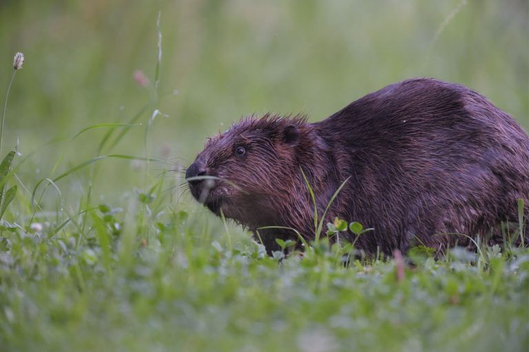 Bald wird der Biber von Amts wegen "reguliert"