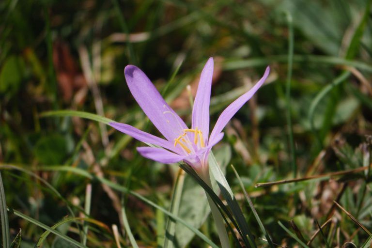 Giftige Pflanzen – so schütze ich mein Kind: "Mit Blüten spielen kann gefährlich sein"