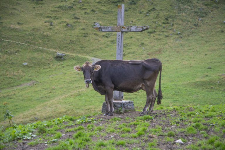TBC-Spur führt über die Grenze: Viele infizierte Tiere waren im Sommer in Tirol
