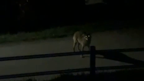 Wolf "besuchte" Wald am Arlberg: Erhöhte Wachsamkeit im Klostertal