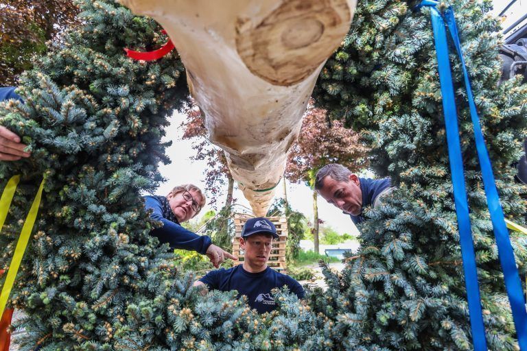Eine Fichte, ein Dorf, ein Fest: Kraftakt für den Maibaum