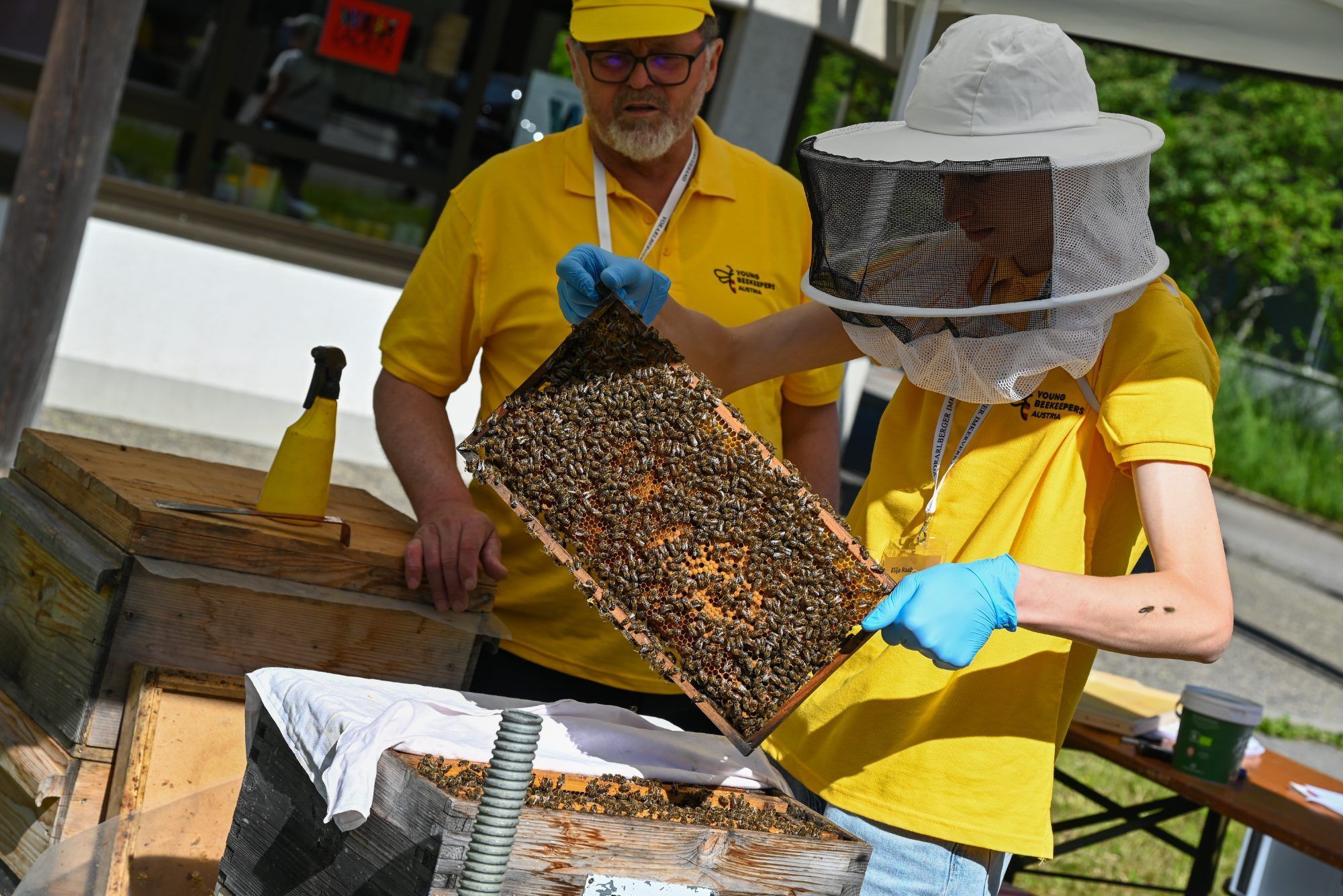 Anhand der Wabe und dem Aussehen der Bienen zogen die jungen Imker Rückschlüsse über deren Zustand und Gesundheit.