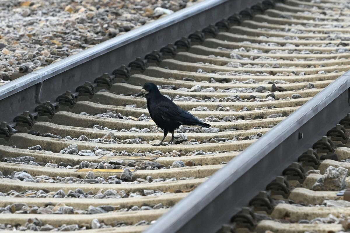 Vogel legt Bahnverkehr rund um St. Pölten lahm