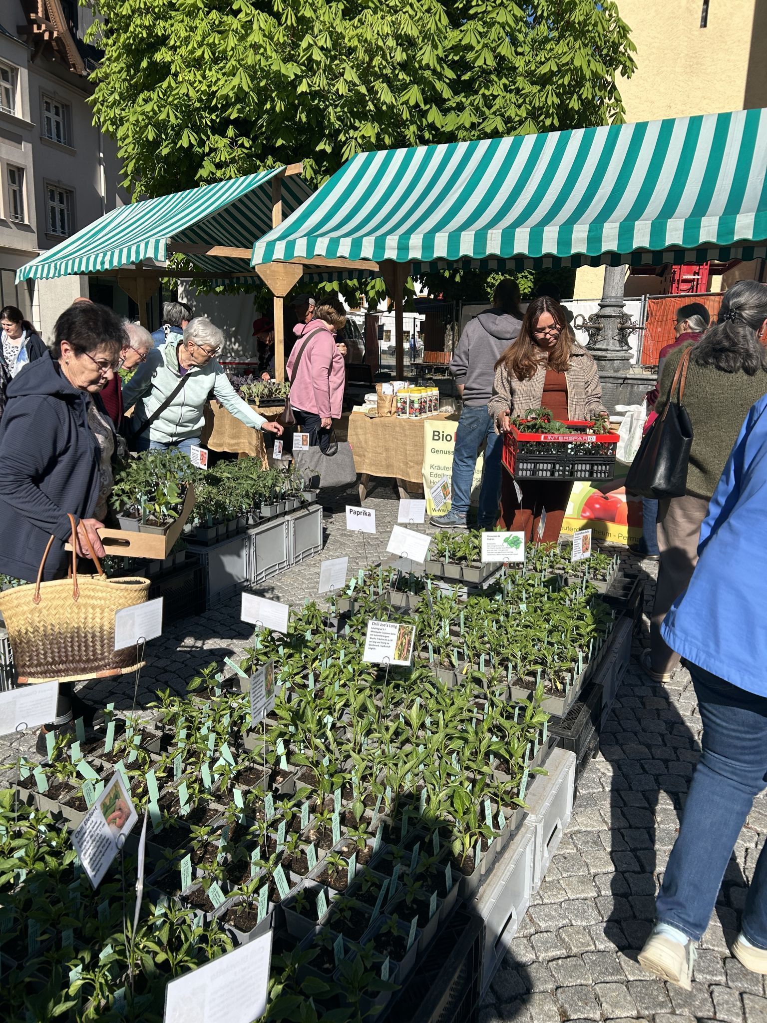Impressionen vom Bio-Jungpflanzenmarkt (Bildergalerie)