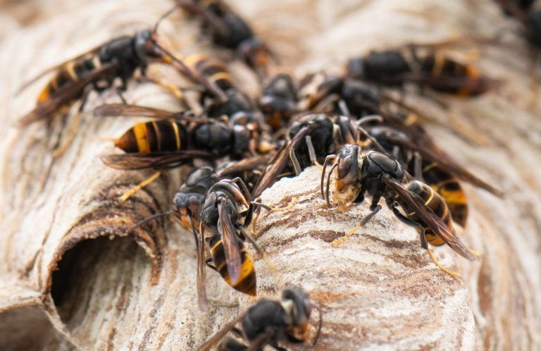 Den Bienen geht es gut … solange dieses Horrortier nicht kommt