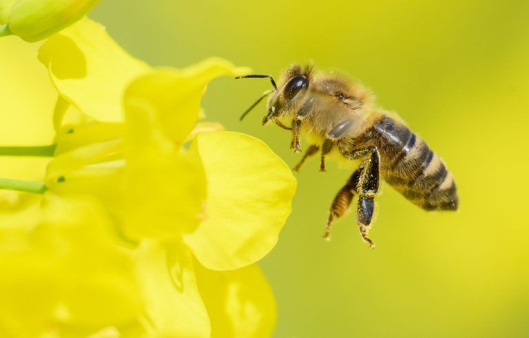 Den Bienen geht es gut … solange dieses Horrortier nicht kommt