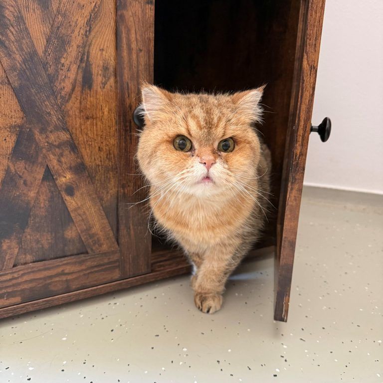 Duman ist ein charmanter Knallkopf mit Herz
