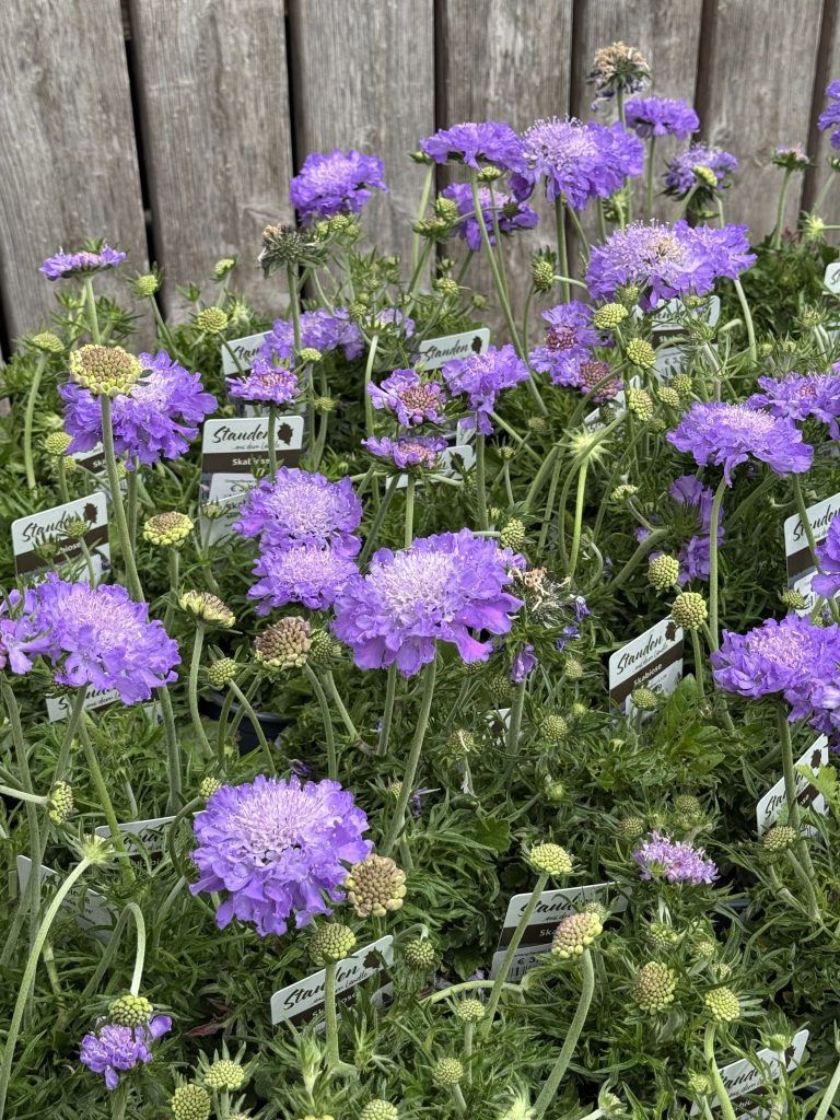 "Früher Schnittblumen, heute Topfpflanzen" – der Muttertag ist im Wandel