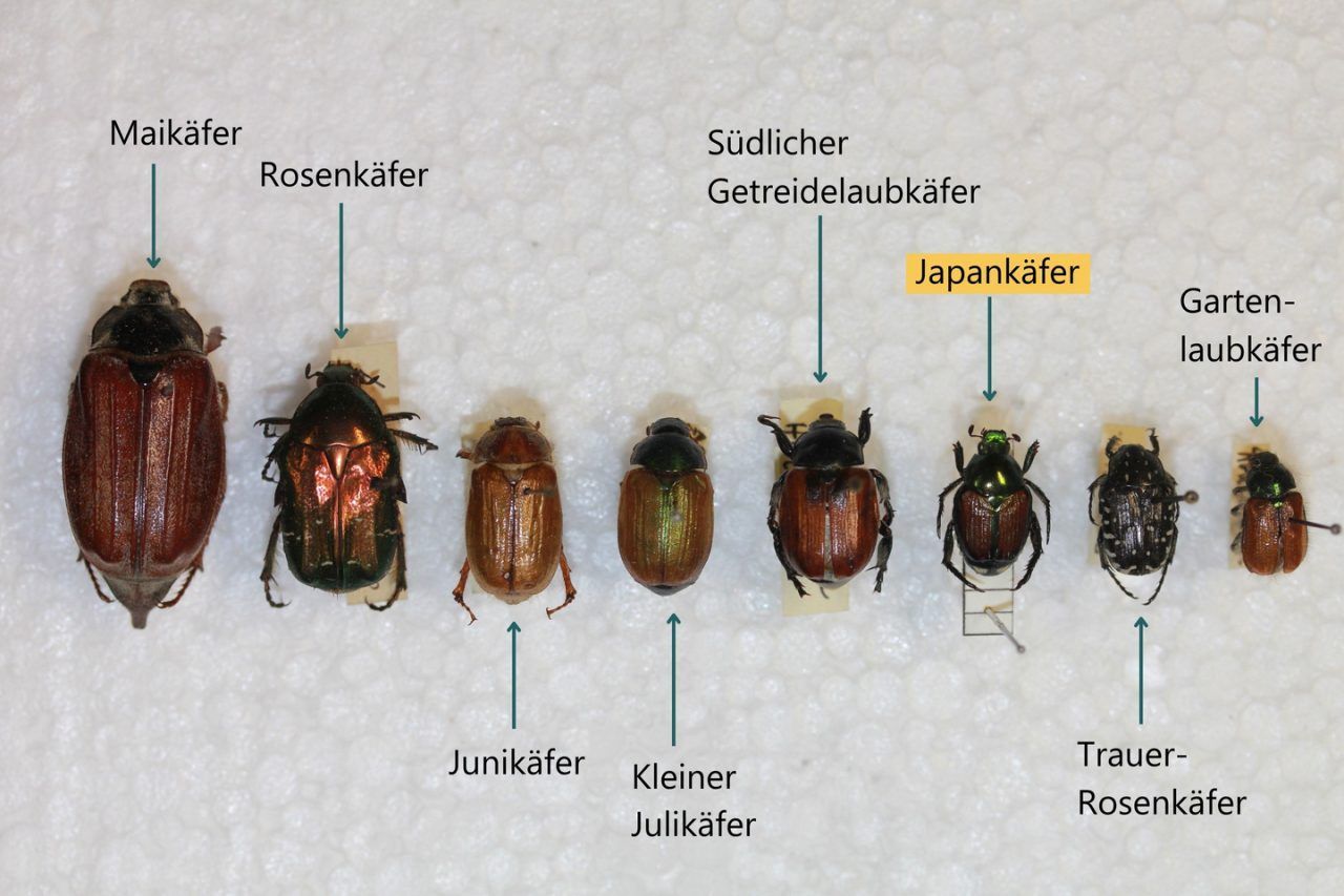 Gefahr auf sechs Beinen: So viele Japankäfer wurden in Vorarlberg bereits entdeckt