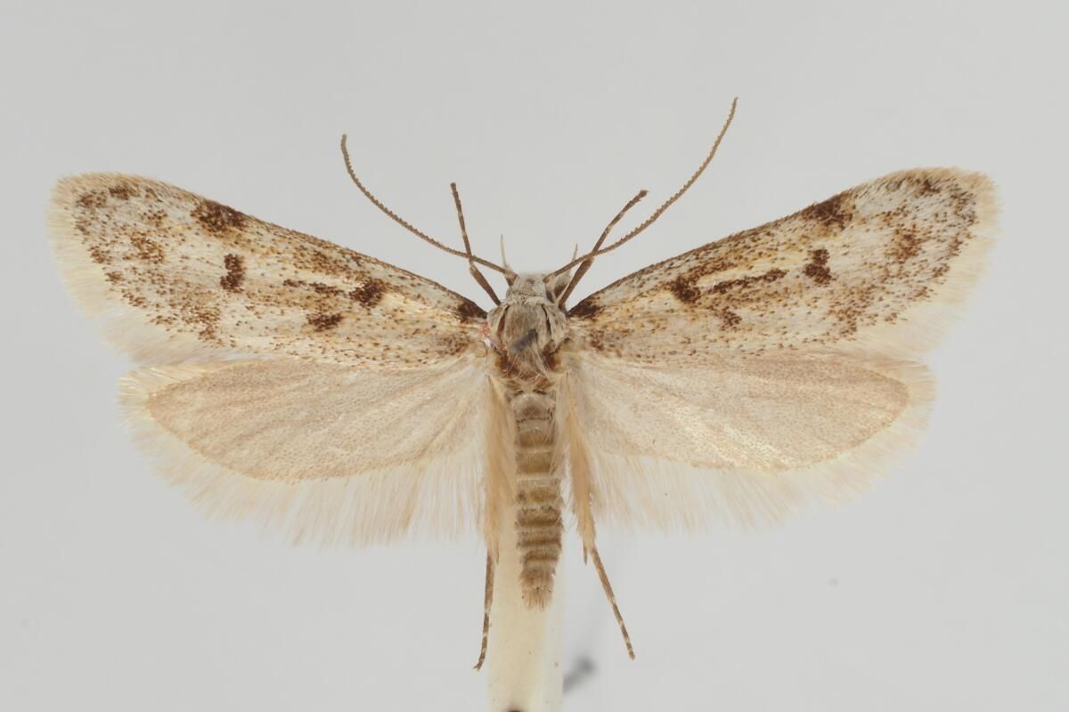 Schmetterlinge Österreichs umfassend genetisch erfasst