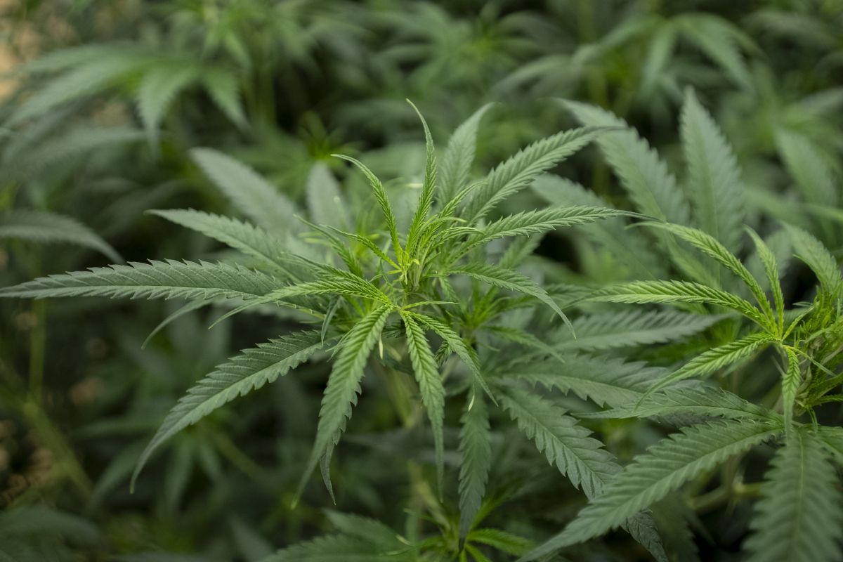 Pensionisten wegen Cannabisplantage im Burgenland verurteilt