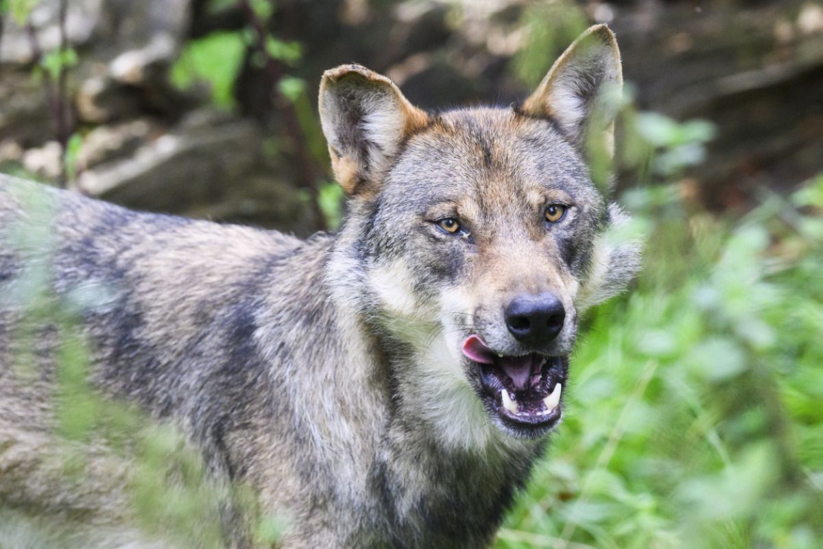 Wolf in Tirol zum Abschuss freigegeben